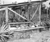 Chicken hatchery near Jacksonville