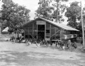 Chicken hatchery near Jacksonville