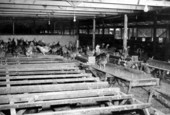 Inside a chicken hatchery - Jacksonville Region, Florida