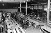 Inside a chicken hatchery - Jacksonville Region, Florida