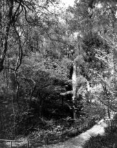 View of the falls at Rainbow Springs - Dunnellon, Florida .
