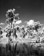 Cypress Trees in the water
