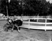 Richard Webb dressed as Santa drives an ostrich-drawn cart during "Distant Drums" premiere - Saint Augustine, Florida
