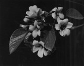 Close-up view of a tung nut blossom in Waukeenah, Florida.
