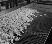 Shrimp clean and ready for icing and shipment in a processing plant - Florida