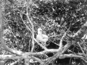 Young pelican in the Everglades