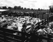 Cattle pens at the H.O. Partin Ranch