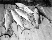 String of freshly caught bluefish, mackerel and grouper - Panama City, Florida
