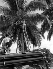 Young women gathering coconuts from a big palm - Fort Myers, Florida.