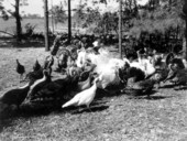 Turkey farm - DeFuniak Springs, Florida