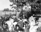 Turkey farm - DeFuniak Springs, Florida