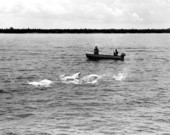 Two fishermen tarpon fishing on Tampa Bay.