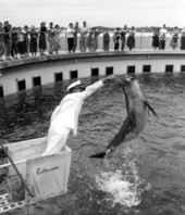 Tourists enjoying a dolphin show at Gulfarium - Fort Walton Beach, Florida