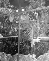 Parrots at Parrot Jungle - Miami, Florida.