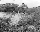Terns on an island - Monroe County, Florida
