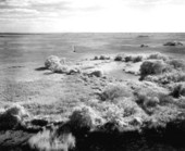 Landscape view of the Everglades.