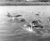 Pelicans at Islamorada