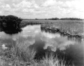 Landscape view from the Tamiami Trail - Everglades, Florida.