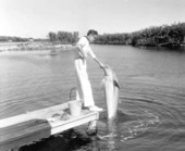 Theater of the Sea animal trainer petting a bottle-nosed dolphin - Islamorada, Florida