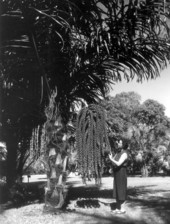 Unidentified tourist looks at a tree - Miami, Florida
