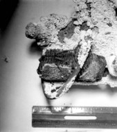 Coral encrusted sword hilt on display at McKee's Museum of Sunken Treasure - Plantation Key, Florida