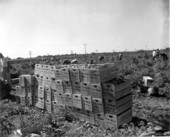 Crated tomatoes - Homestead, Florida