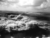 View across the landscape - Everglades, Florida.