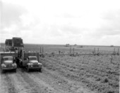 Harvesting tomatoes using conveyor belt - Princeton, Florida