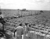 Harvesting tomatoes using conveyor belts - Princeton, Florida