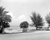 Wayside park off the Courtney Campbell Parkway.