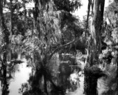 Scenic view of the river at Wakulla Springs