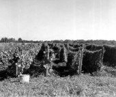 Rows of snow peas and okra on farmer Eng's 80 acres - Fort Lauderdale, Florida.