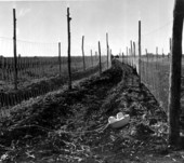 Field of string ready for snow peas - Fort Lauderdale, Florida.