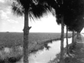 View from highway 27 - Everglades, Florida