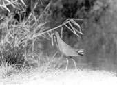 Purple gallinule in the Everglades
