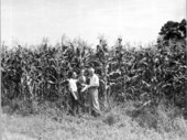 A.E. Runnels and W. B. Anderson standing in a corn field - Greenwood, Florida