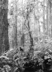 Men in Corkscrew Swamp - Collier County, Florida