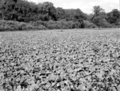 View of a lettuce pond at Corkscrew Swamp Sanctuary - Immokalee, Florida.