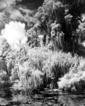 View of the Corkscrew Cypress Swamp near Immokalee, Florida.