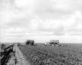 Celery harvesting at Wedgworth Farms - Belle Glade, Florida.