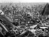 Freshly picked corn - Pahokee, Florida