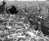 Harvesting corn - Pahokee, Florida