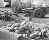 Potatoes