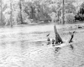 A limpkin at Wakulla Springs