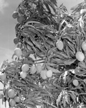 A mango tree and fruit at Smathers Grove - Dade County, Florida