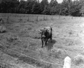 Purebred registered Jersey cattle at the Holly Hill Dairy Farm - Duval County, Florida