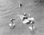 Pelicans swimming at Cape Canaveral