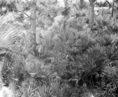 Deer - Punta Gorda, Florida