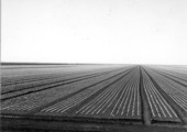 Field of radishes - Belle Glade, Florida.