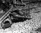 Harvesting radishes - Belle Glade, Florida